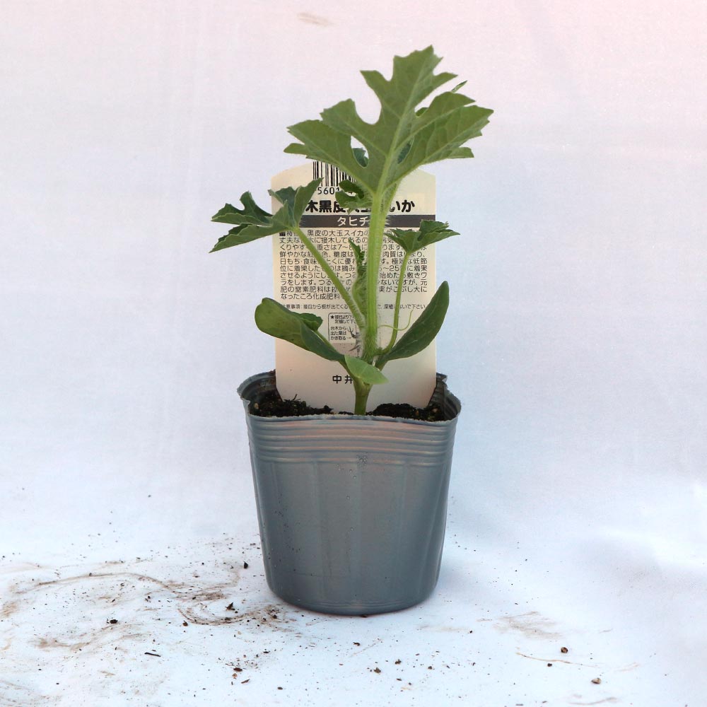 黒皮ジャンボスイカ タヒチ 接ぎ木苗2個～【野菜 接木苗9cmポット】