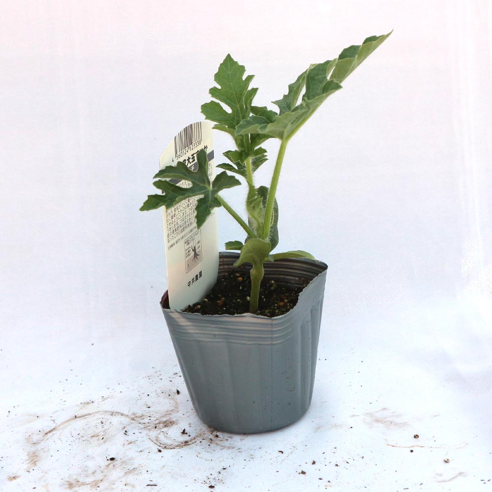 黒皮ジャンボスイカ タヒチ 接ぎ木苗2個～【野菜 接木苗9cmポット