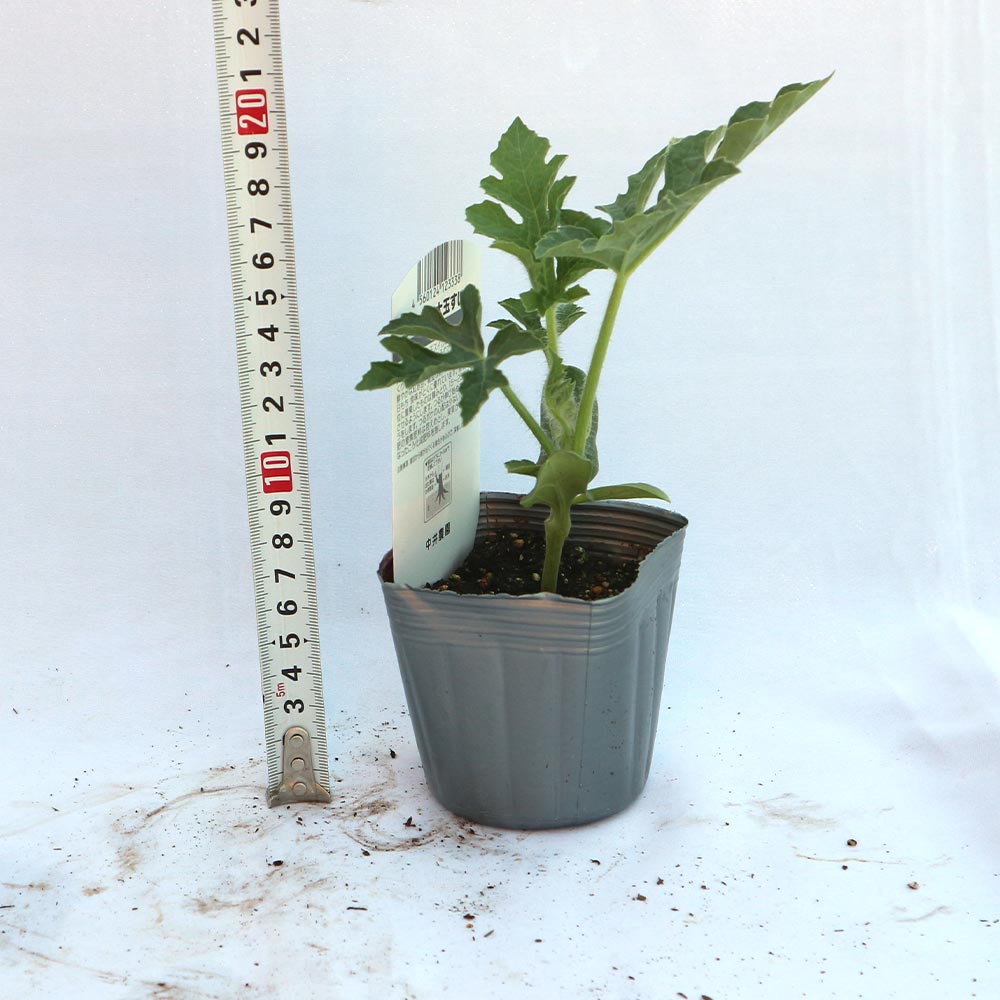 黒皮ジャンボスイカ タヒチ 接ぎ木苗2個～【野菜 接木苗9cmポット】