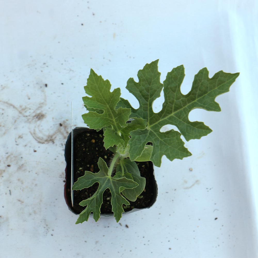 黒皮ジャンボスイカ タヒチ 接ぎ木苗2個～【野菜 接木苗9cmポット】