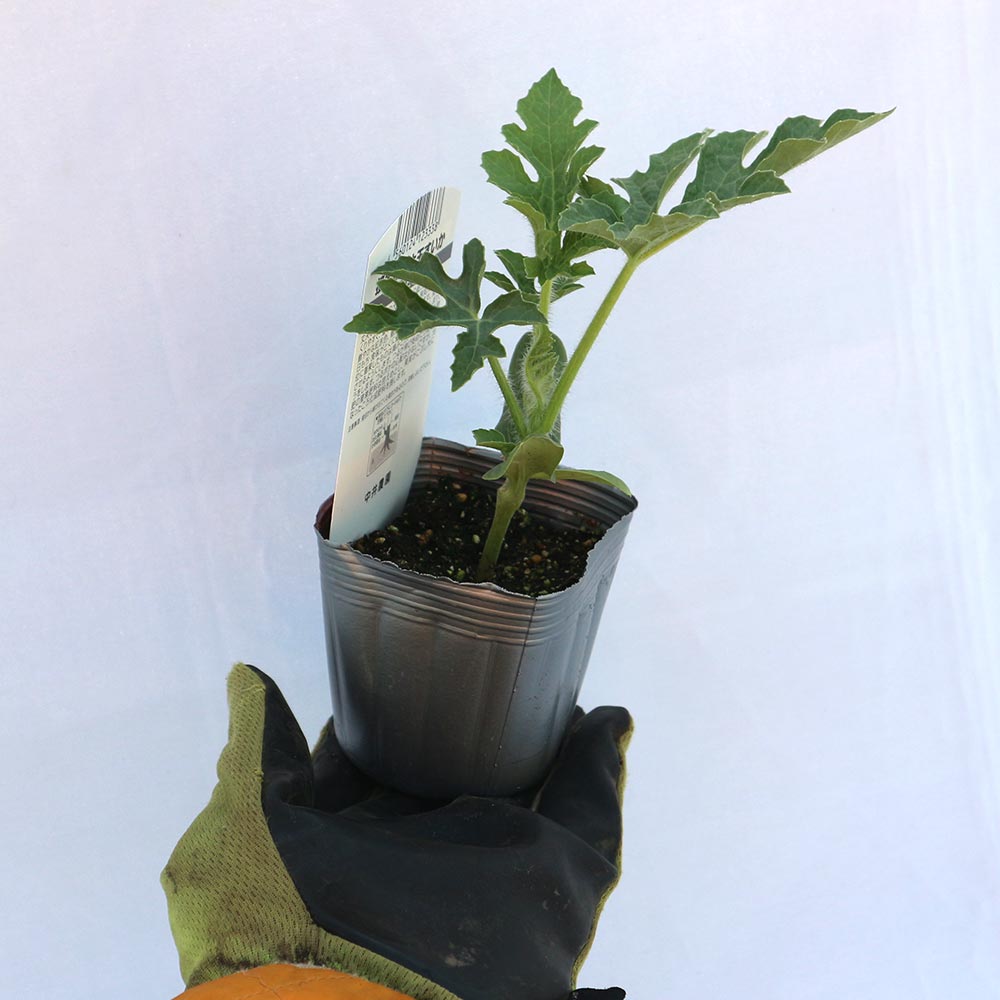 黒皮ジャンボスイカ タヒチ 接ぎ木苗2個～【野菜 接木苗9cmポット】