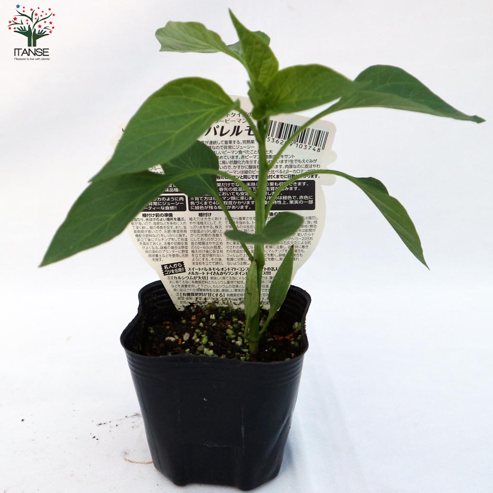 フルーティーピーマン・スイートパレルモ”オレンジ”の苗2個～【野菜苗 10.5cmポット自根苗】