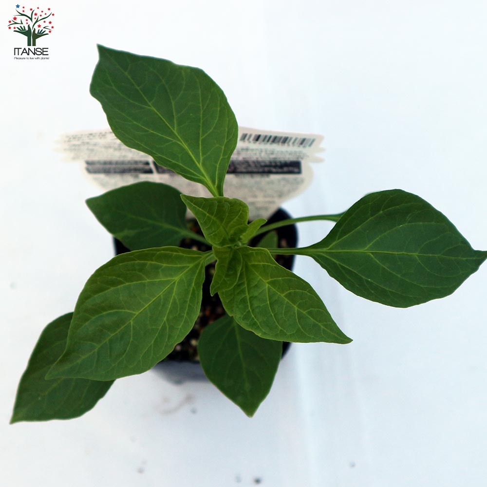 フルーティーピーマン・スイートパレルモ”オレンジ”の苗2個～【野菜苗 10.5cmポット自根苗】