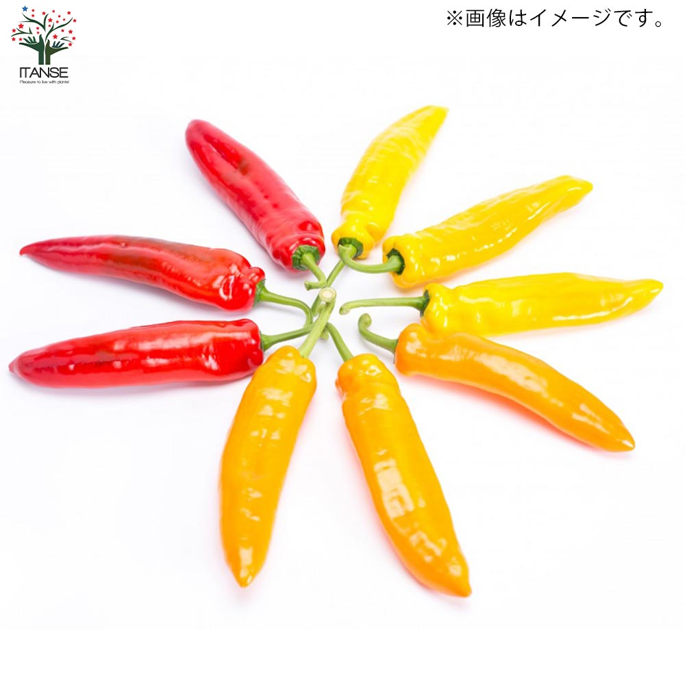フルーティーピーマン・スイートパレルモ”オレンジ”の苗2個～【野菜苗 10.5cmポット自根苗】