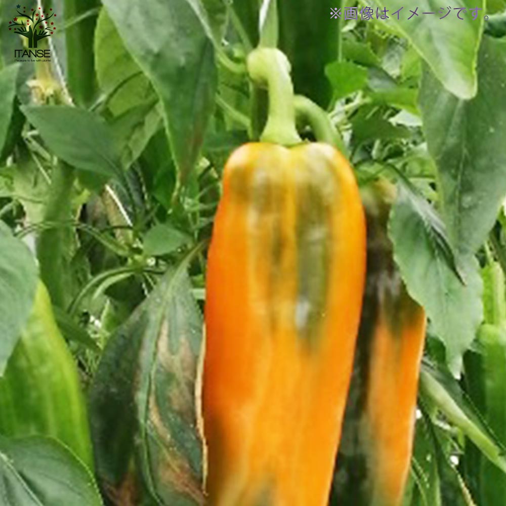 フルーティーピーマン・スイートパレルモ”オレンジ”の苗2個～【野菜苗 10.5cmポット自根苗】