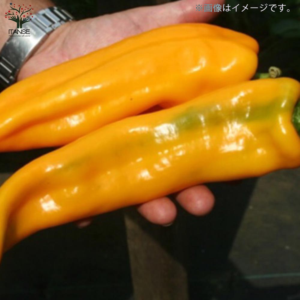 フルーティーピーマン・スイートパレルモ”オレンジ”の苗2個～【野菜苗 10.5cmポット自根苗】