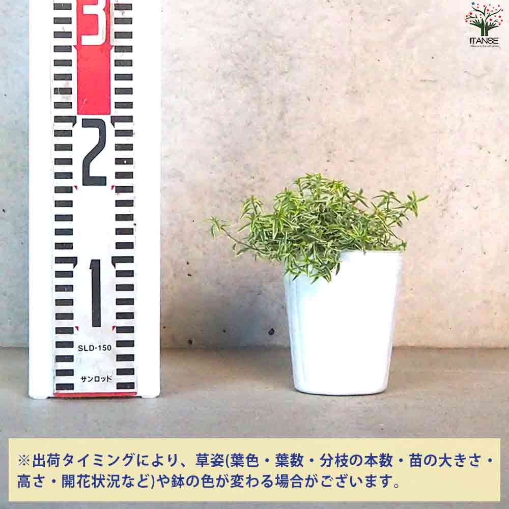 斑入ミントブッシュ  ミラクルスター 【庭木 3号ポット】