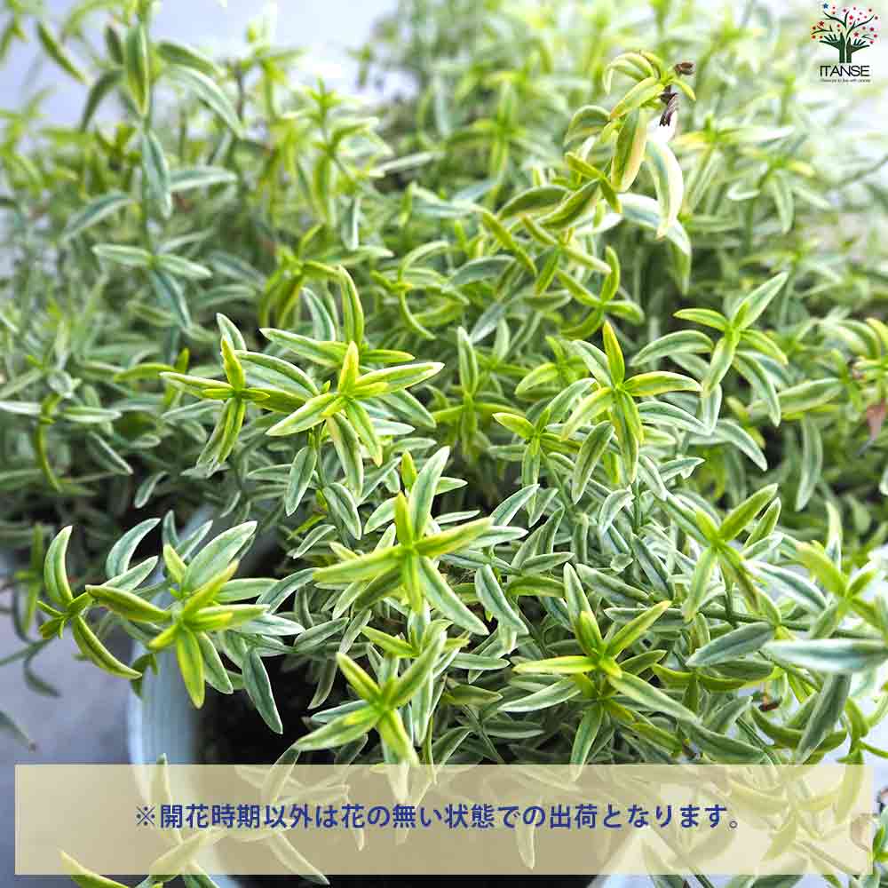 斑入ミントブッシュ  ミラクルスター 【庭木 3号ポット】