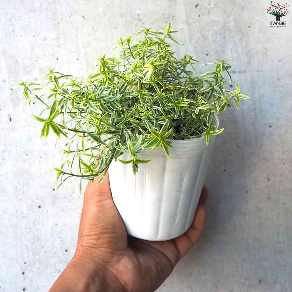 斑入ミントブッシュ  ミラクルスター 【庭木 3号ポット】