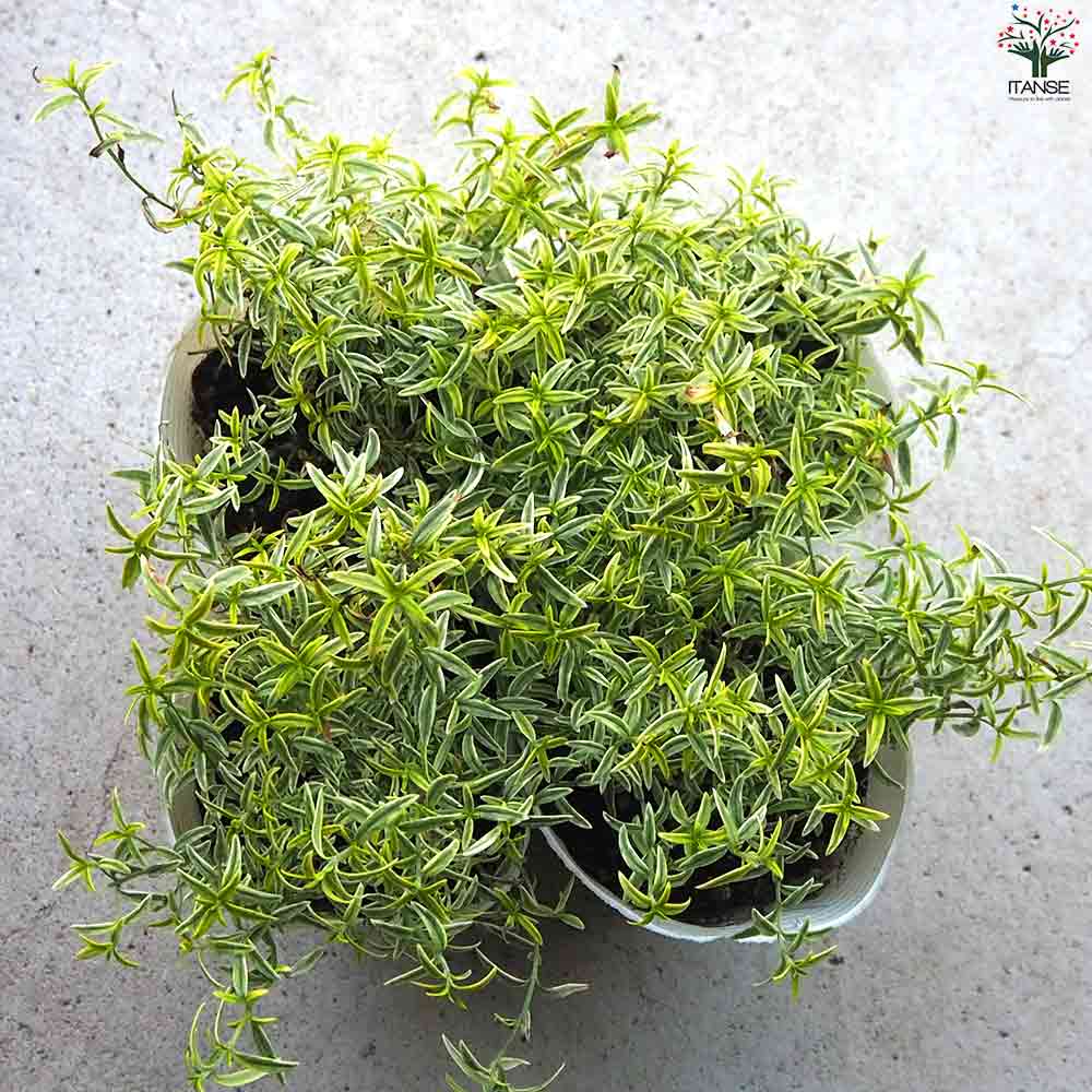 斑入ミントブッシュ  ミラクルスター 【庭木 3号ポット】