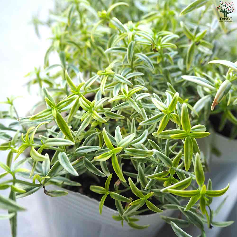 斑入ミントブッシュ  ミラクルスター 【庭木 3号ポット】