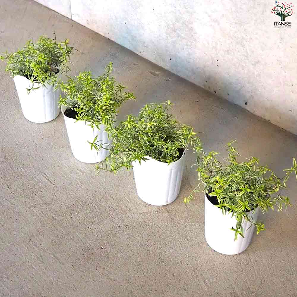 斑入ミントブッシュ  ミラクルスター 【庭木 3号ポット】