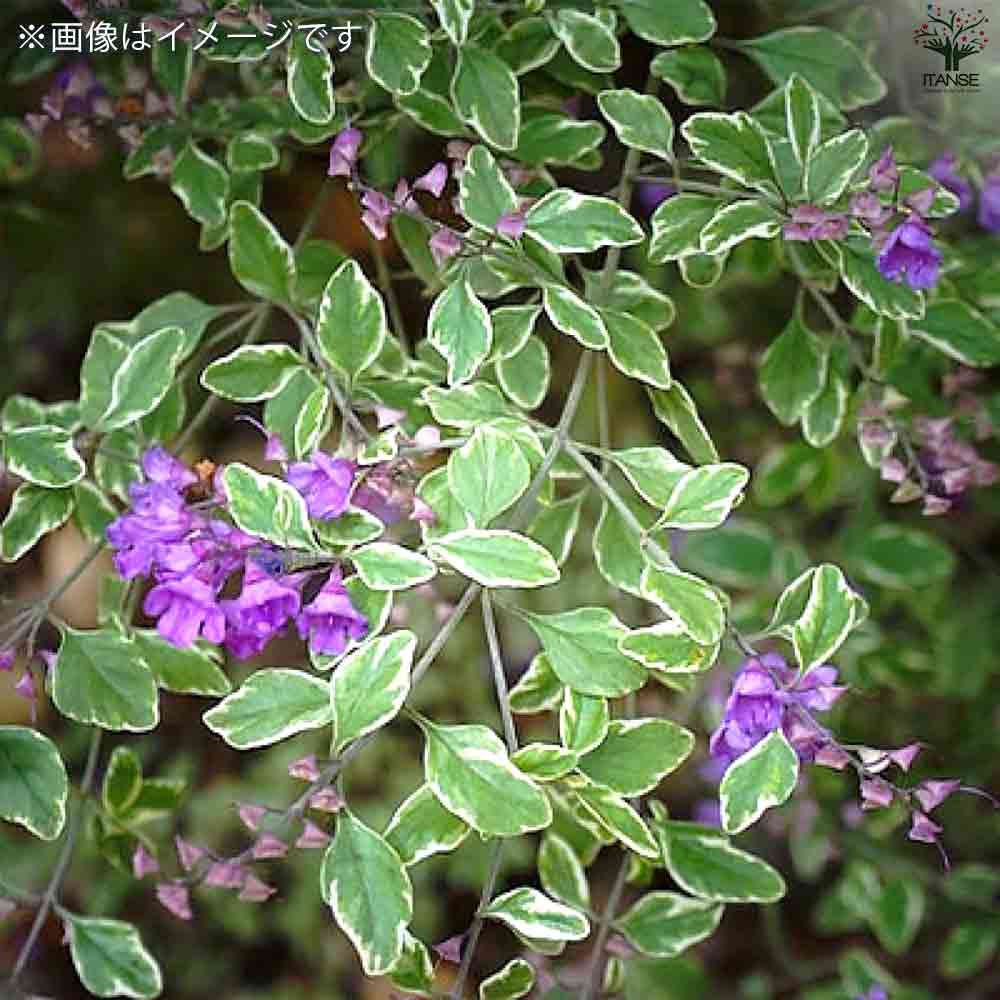斑入ミントブッシュ  ミラクルスター 【庭木 3号ポット】