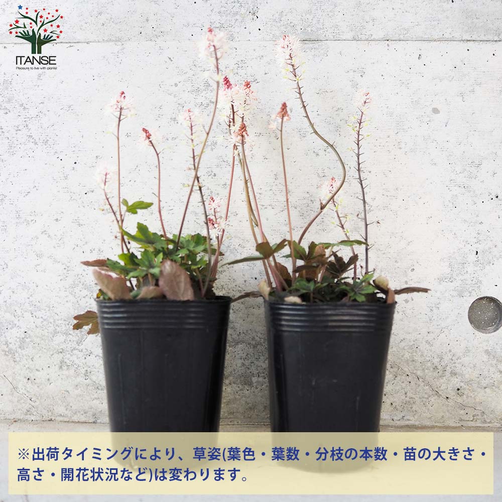 ティアレラ スプリングシンフォニー【花苗 3号ポット】