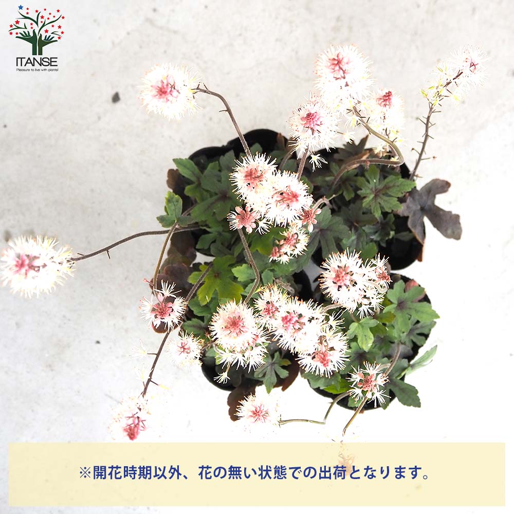 ティアレラ スプリングシンフォニー【花苗 3号ポット】｜ 【植物の