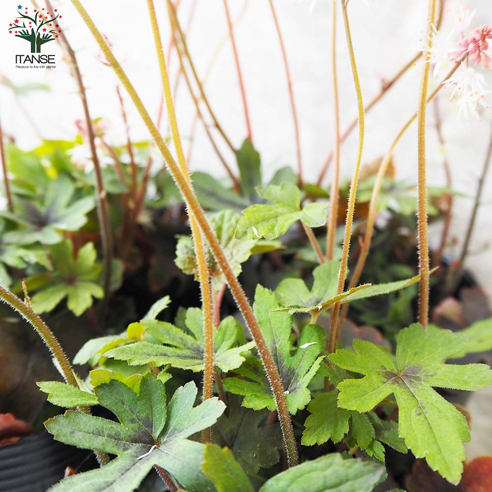 ティアレラ スプリングシンフォニー【花苗 3号ポット】