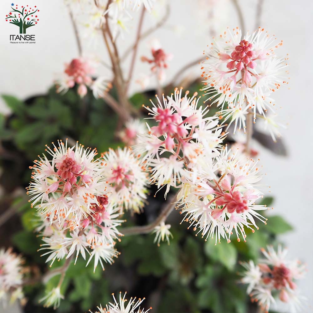 ティアレラ スプリングシンフォニー【花苗 3号ポット】｜ 【植物の