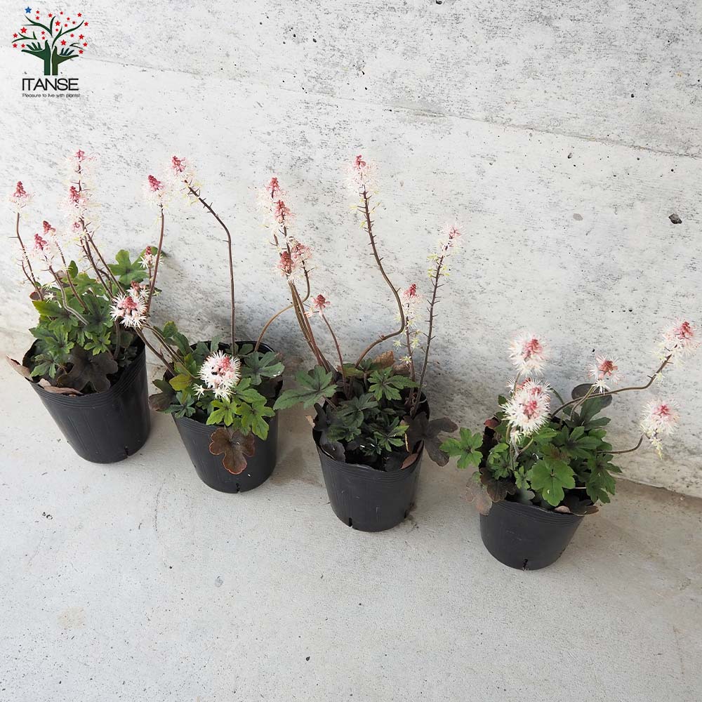 ティアレラ スプリングシンフォニー【花苗 3号ポット】