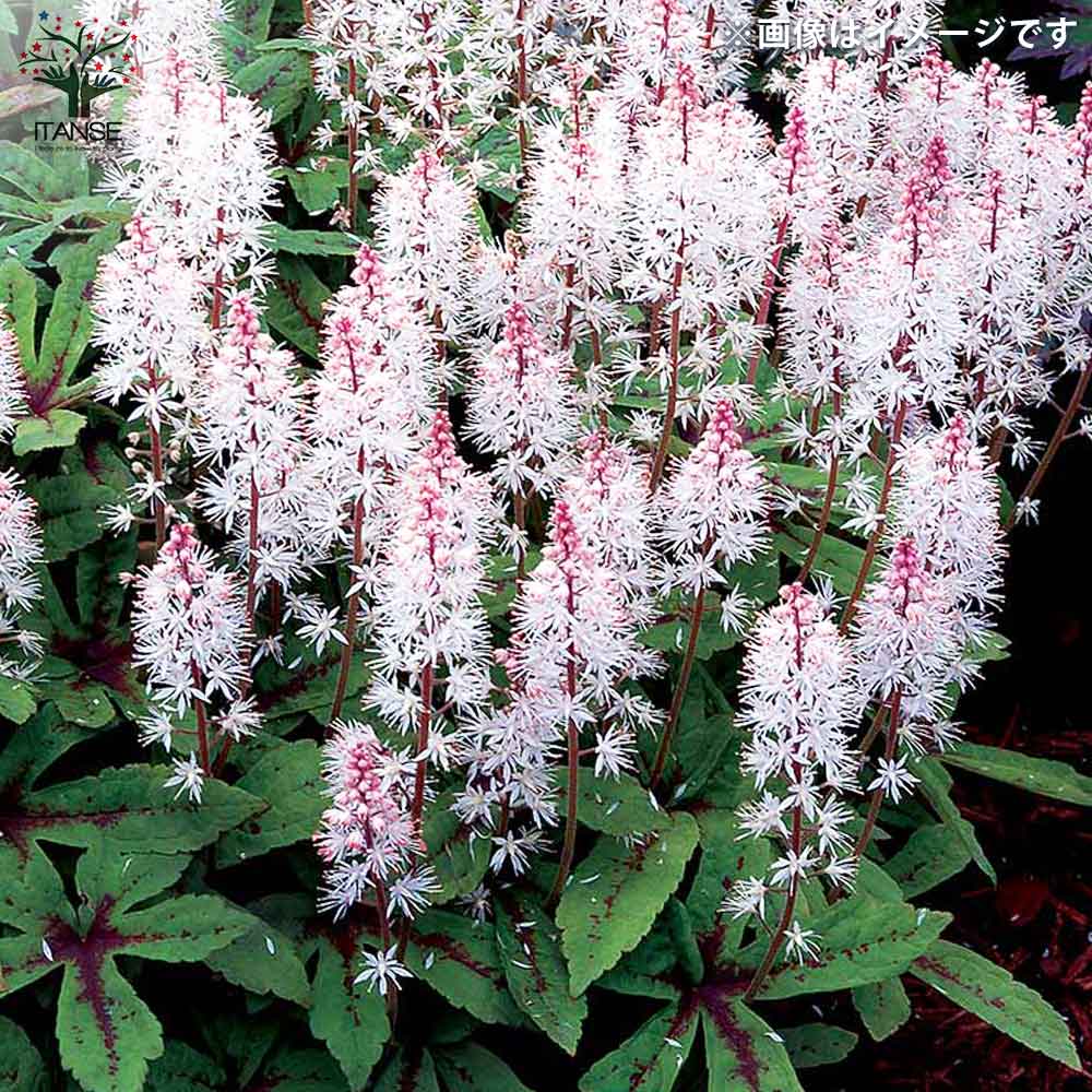 ティアラスプリングシンフォニー 71xvvpX5P9L._AC_UF1000,