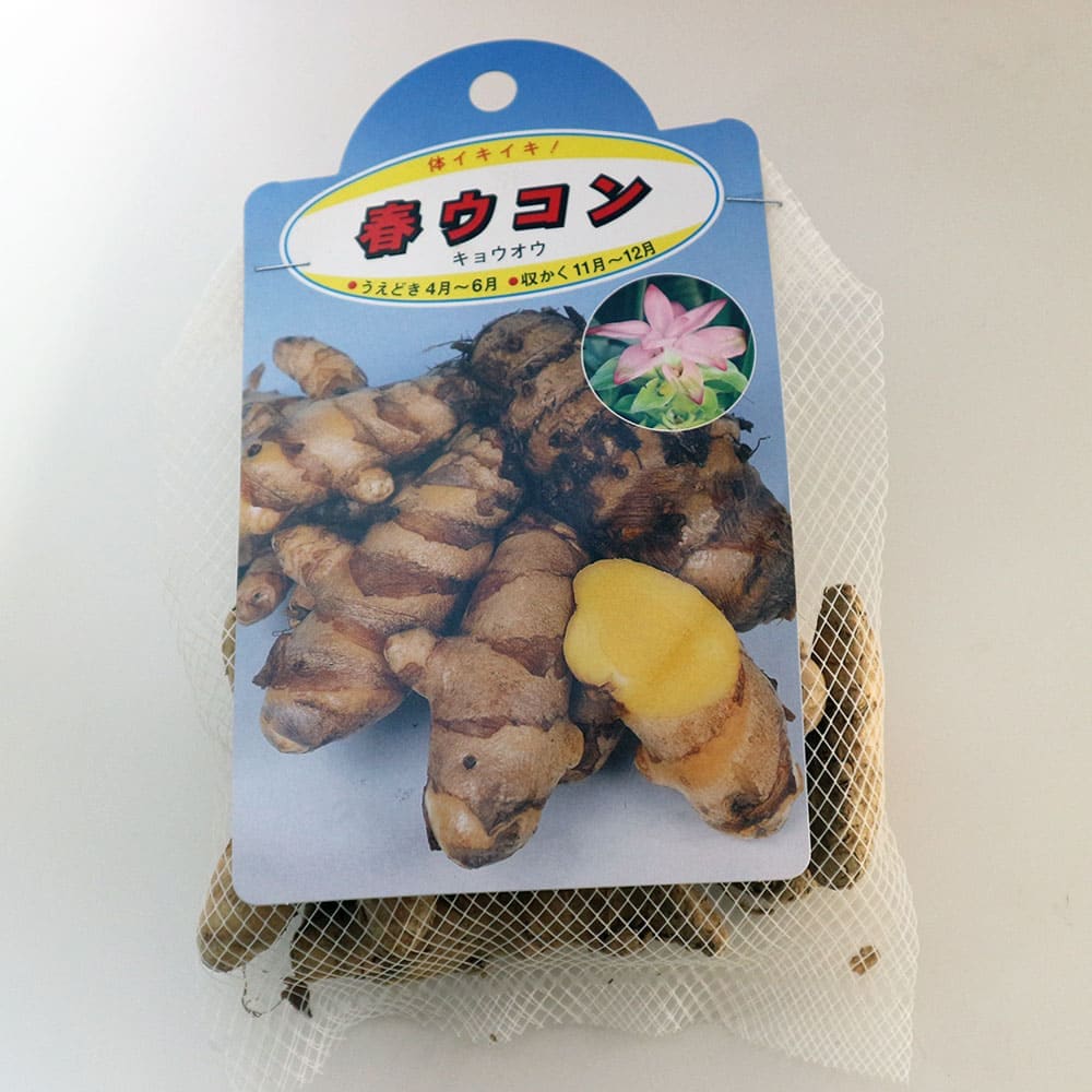 健康野菜球根 春ウコン【ネット詰め野菜球根/充填時200g】