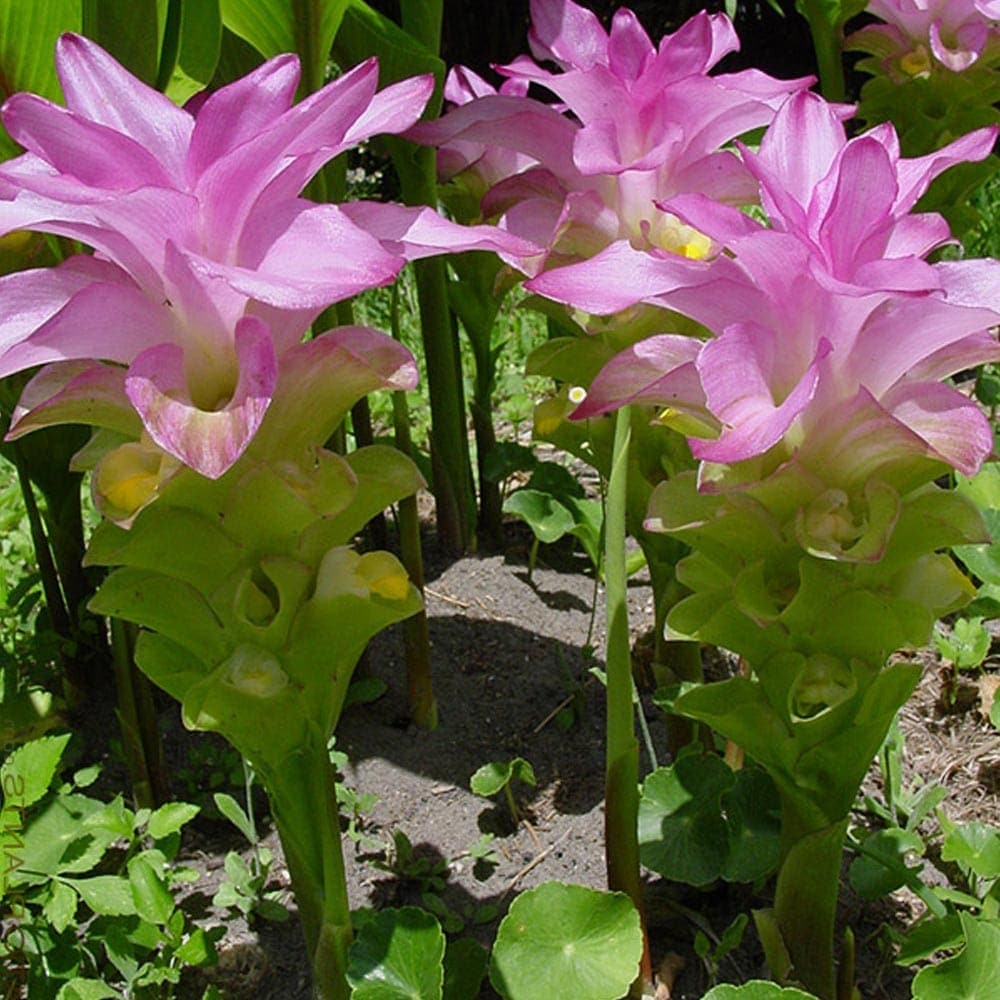 健康野菜球根 春ウコン【ネット詰め野菜球根/充填時200g】