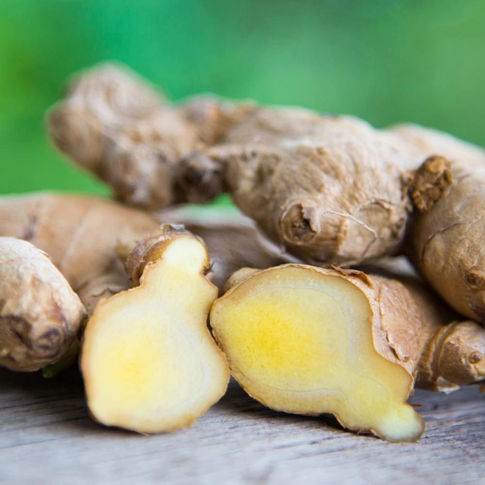 健康野菜球根 春ウコン【ネット詰め野菜球根/充填時200g】