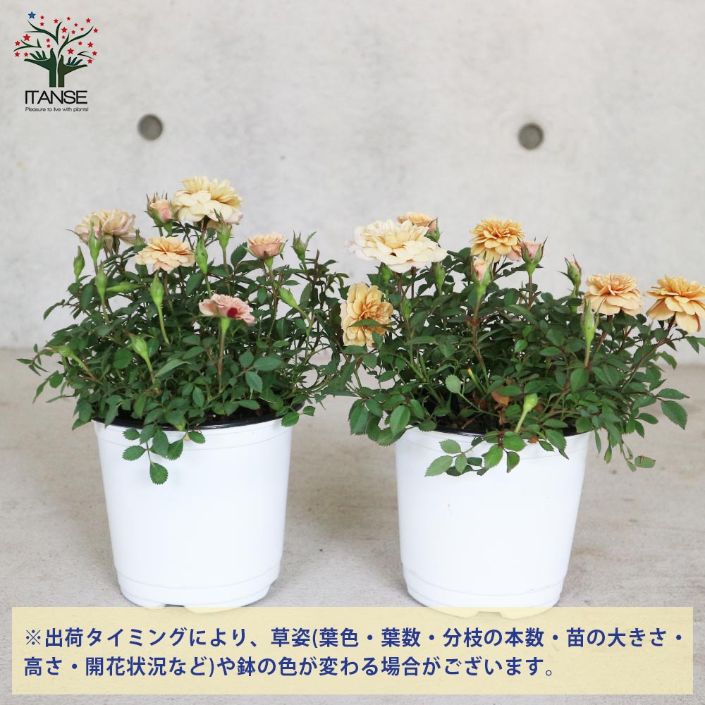 ミニ薔薇 モカ【花苗 4号鉢売り】｜ 【植物のITANSE】全品送料