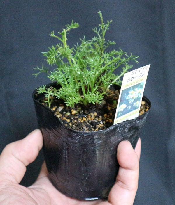 ジャーマンカモミール【ハーブ苗9cmポット／3個セット】