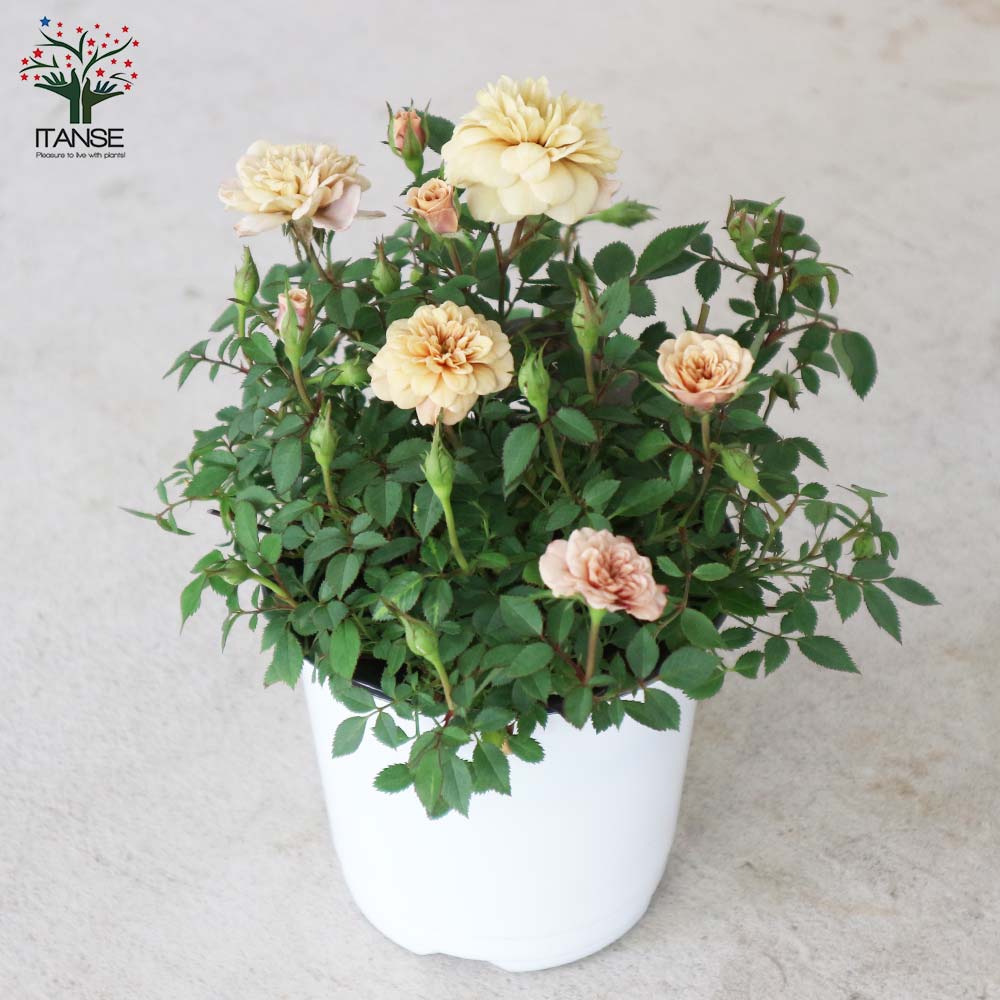 ミニ薔薇 モカ【花苗 4号鉢売り】｜ 【植物のITANSE】全品送料