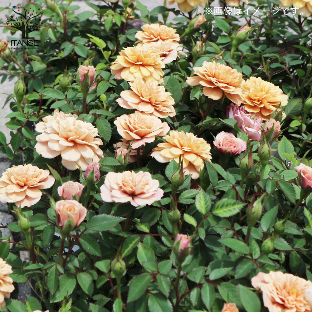 ナナ様 確認用 ミニバラ モカ ミニバラ モカ | 3.5号 - 株式会社陽春園植物