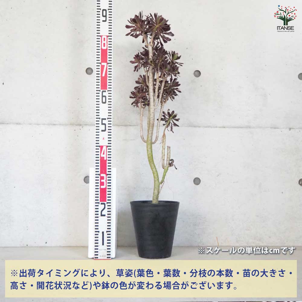 多肉植物 黒法師 【観葉植物 6号鉢／1個売り】