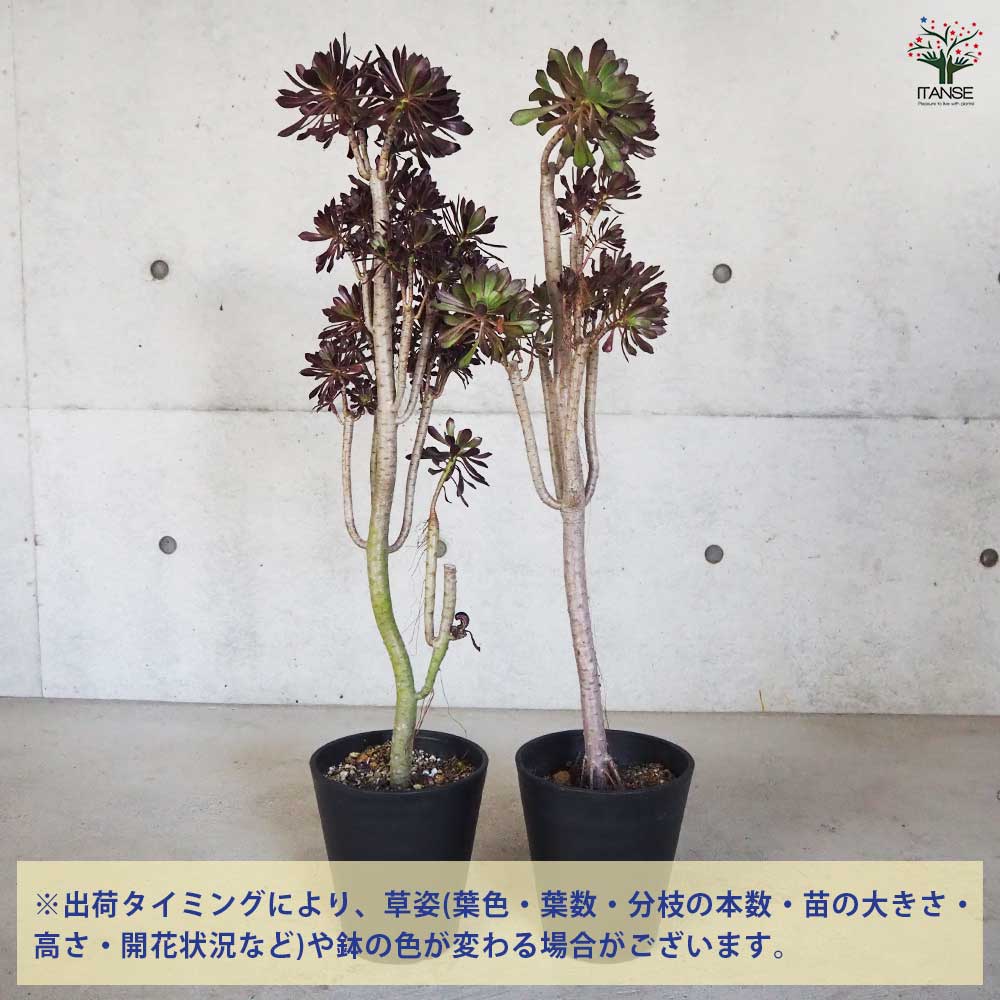 多肉植物 黒法師 【観葉植物 6号鉢／1個売り】