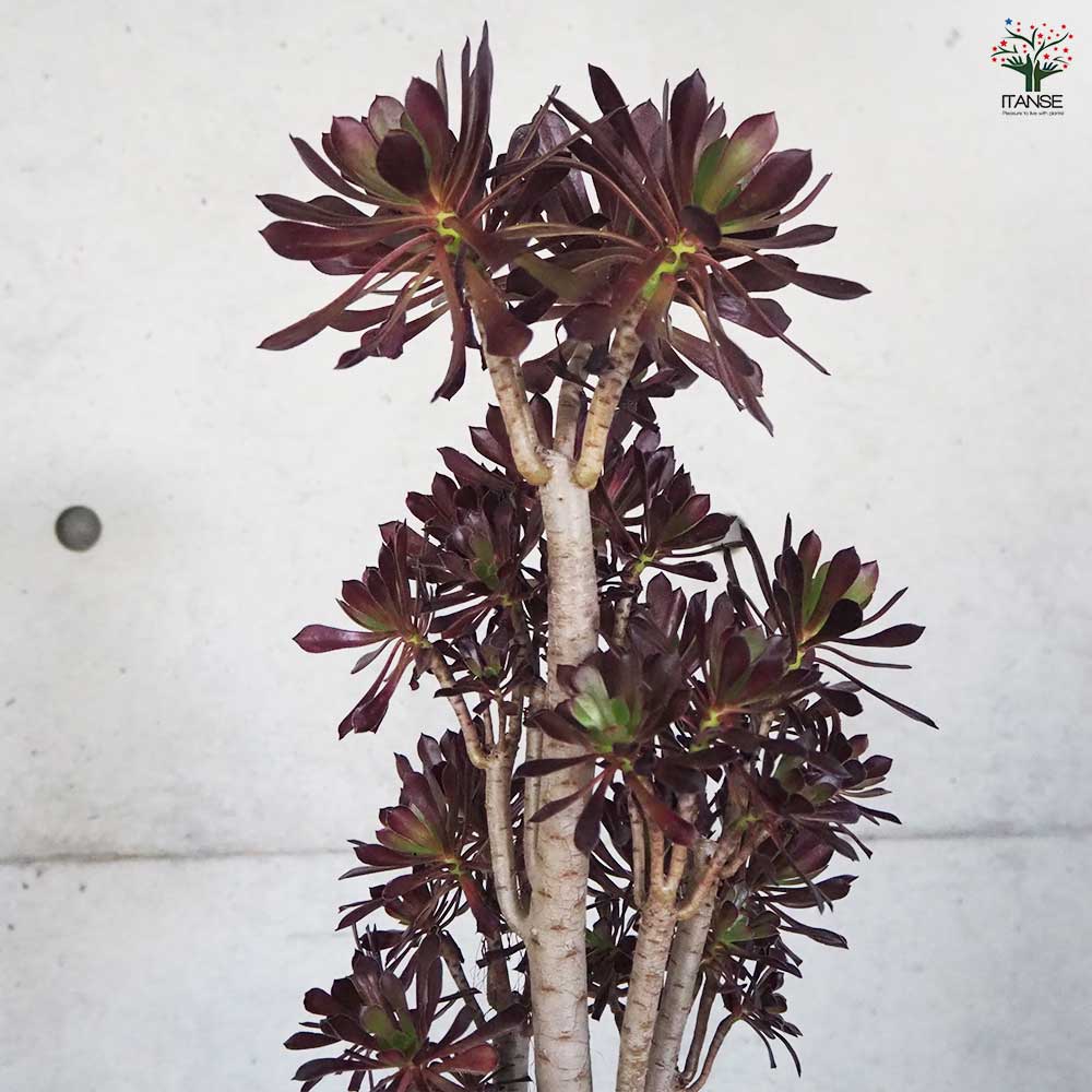 多肉植物 黒法師 【観葉植物 6号鉢／1個売り】