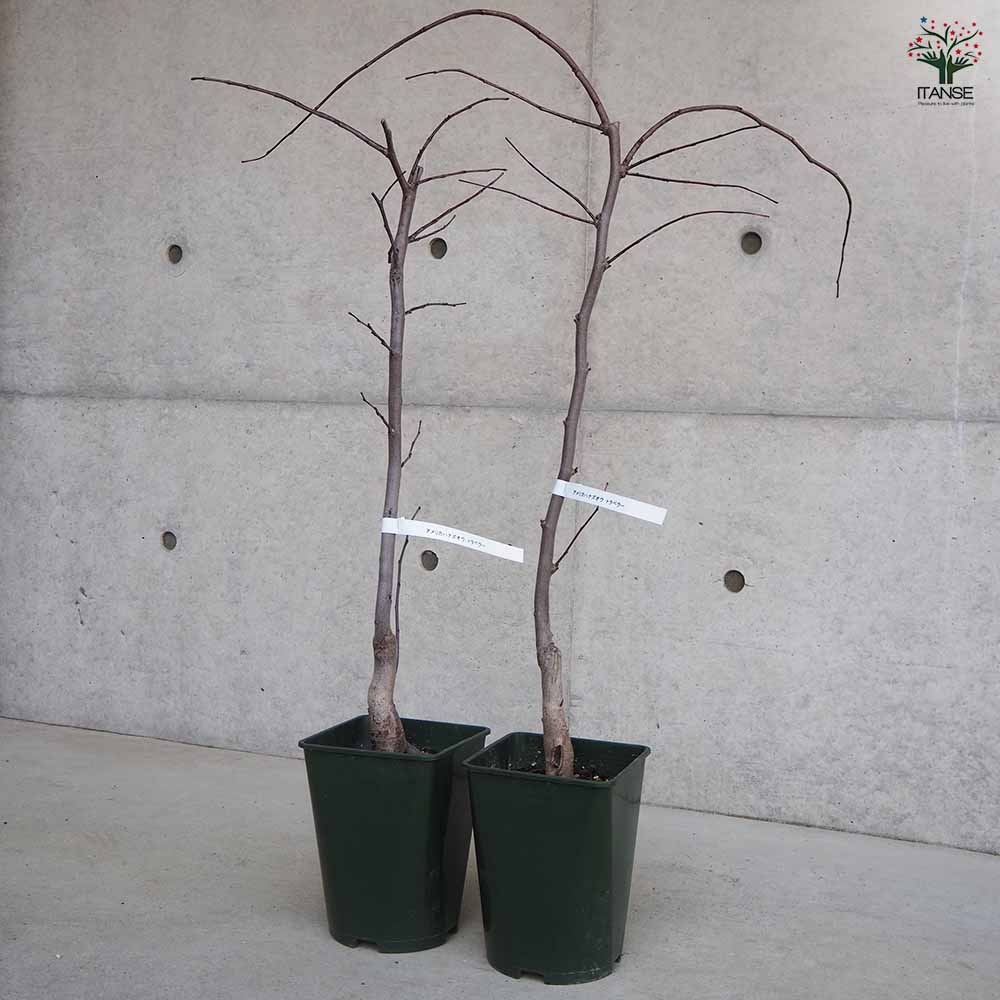 現品発送・送料込み】アメリカハナズオウ 樹高170cm 特大苗•太幹