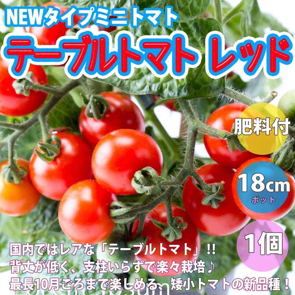国内最安値 送料無料 ブラッククリムトマトの苗 品種 Black Krim Tomato 固定種野菜苗10 5cmポット 自根苗 8個セット 黒 トマト 大玉トマト トマト苗 家庭菜園 ガーデニング ベランダ 露地栽培 簡単栽培 プランター 苗物
