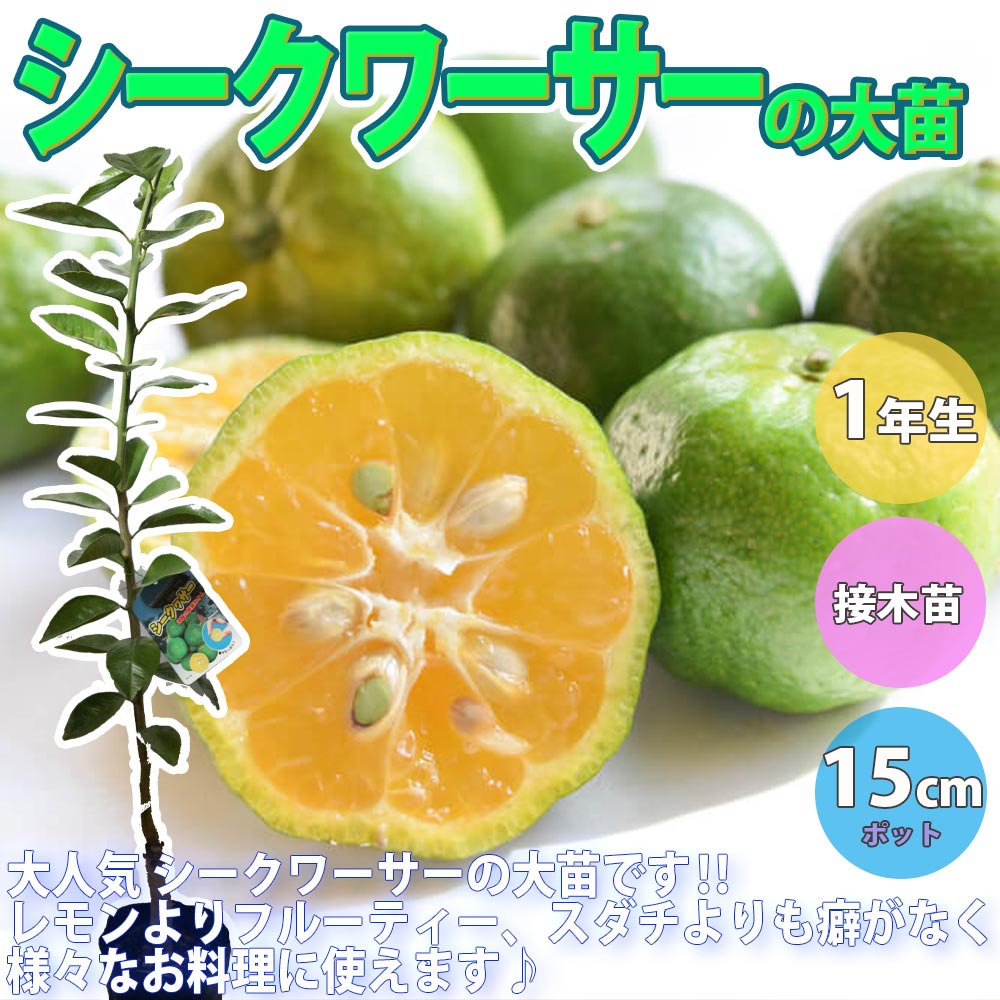 シークワーサーの苗木【果樹苗 1年生 接ぎ木苗12～15cmポット／1個
