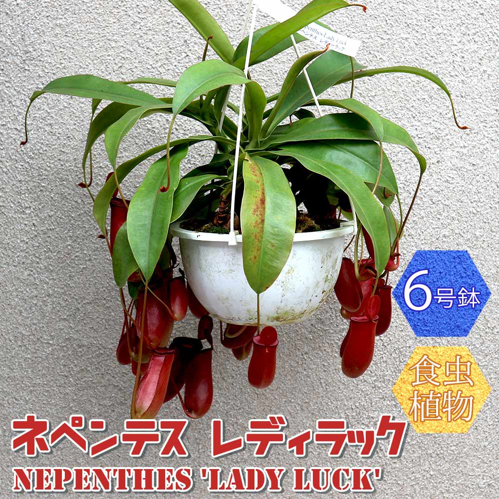 ネペンテス レディラック【食虫植物 6号吊り鉢/1個】