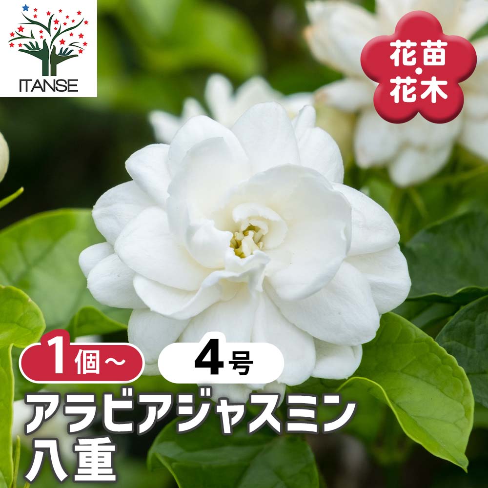 ジャスミン マツリカ(アラビアジャスミン) 八重 【花苗 4号ポット