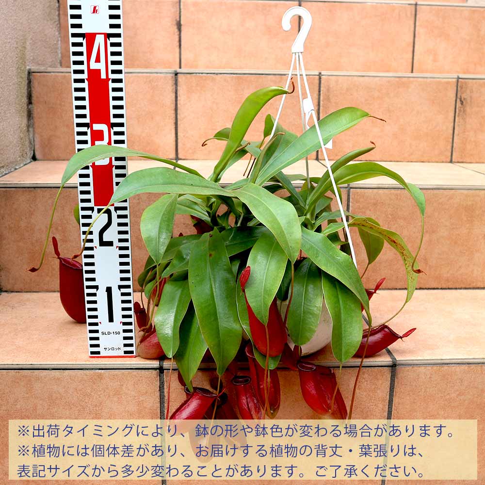 ネペンテス レディラック【食虫植物 6号吊り鉢/1個】