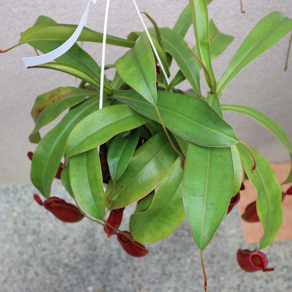 ネペンテス レディラック【食虫植物 6号吊り鉢/1個】
