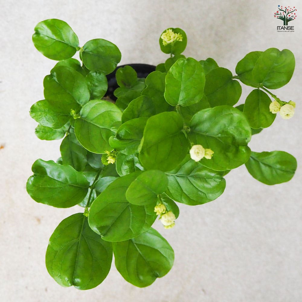 ジャスミン アラビアジャスミン 八重 【花苗 4号ポット】｜ 【植物の