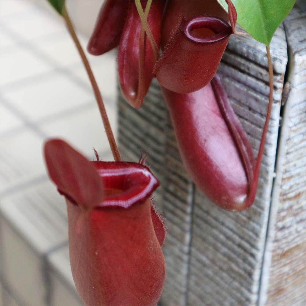 ネペンテス レディラック【食虫植物 6号吊り鉢／1個】｜ 【植物の