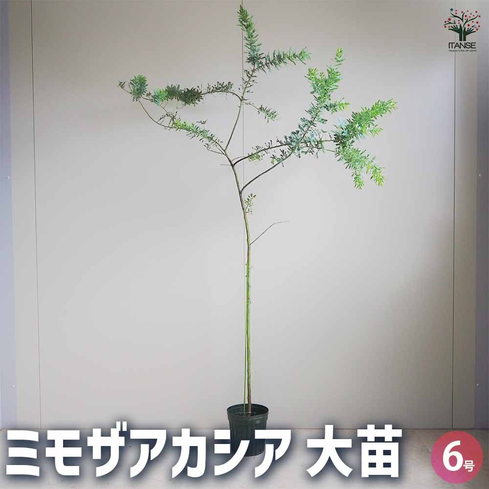 ミモザアカシア 【花木苗 6号鉢／1個売り】｜ 【植物のITANSE