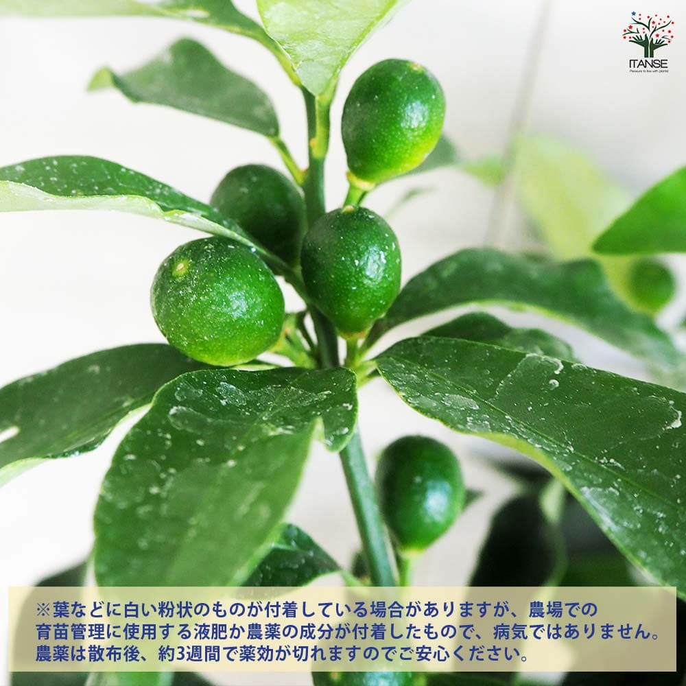金柑の苗木【果樹の苗木 7号】｜ 【植物のITANSE】全品送料無料