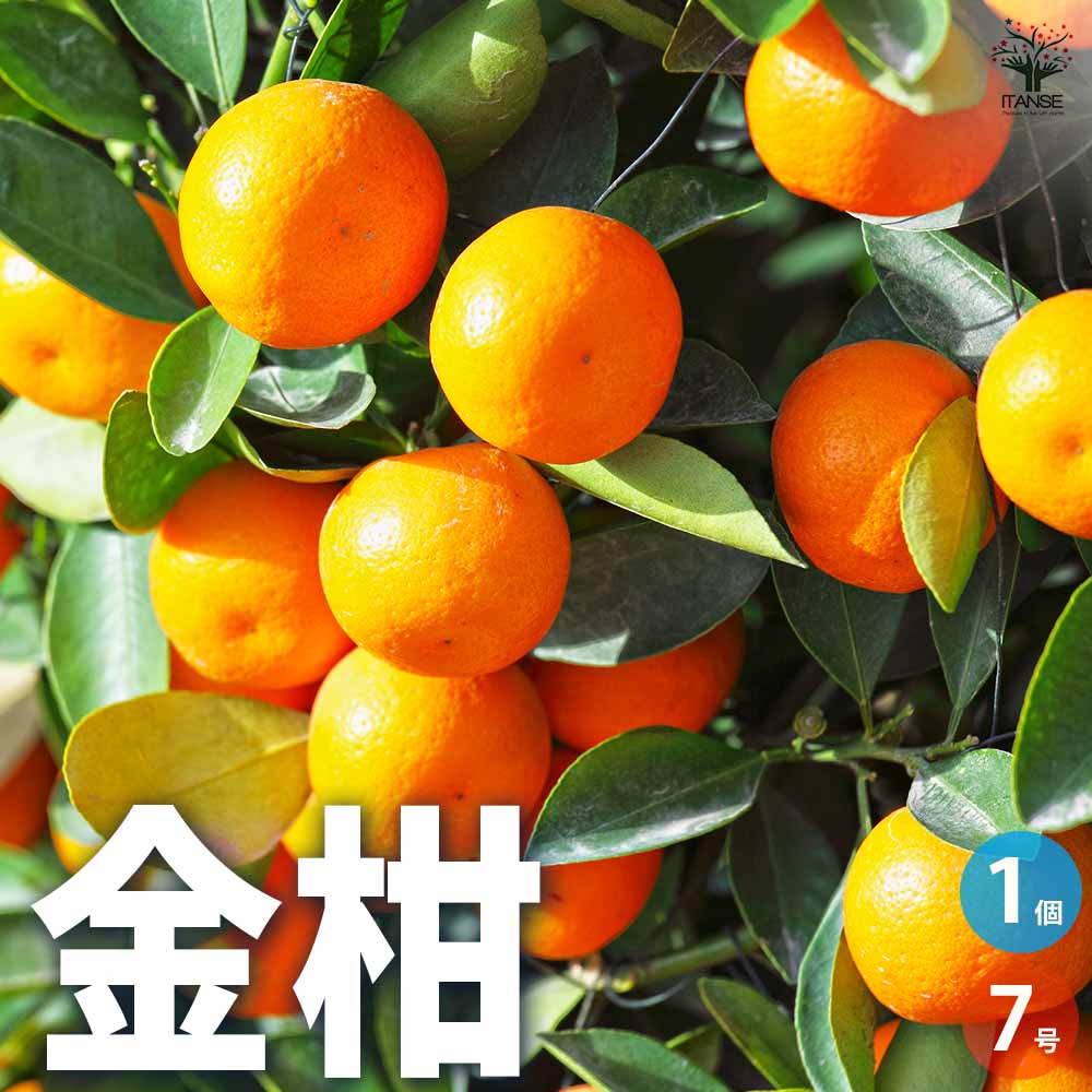 金柑の苗木【果樹の苗木 7号】