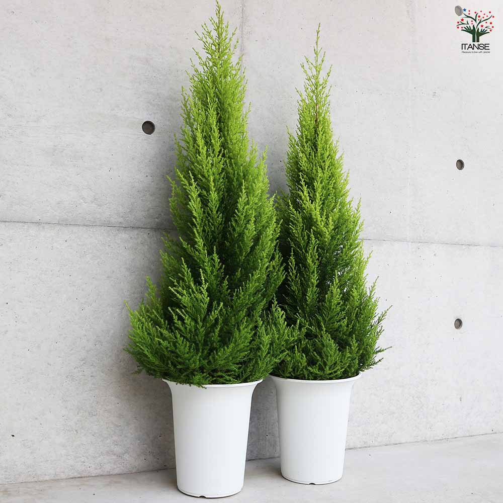 コニファー ゴールドクレスト 【庭木 7号鉢／1個売り】｜ 【植物