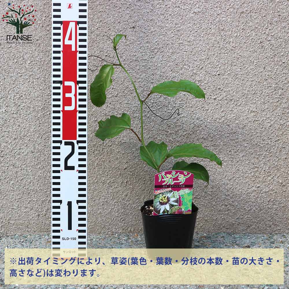 パッションフルーツの苗 品種:エドゥリス赤紫【果樹の苗木 10.5cm／1個売り】