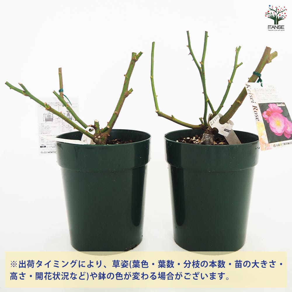薔薇苗 フロリバンダローズ 恋こがれ 【花木苗 6号／1個売り