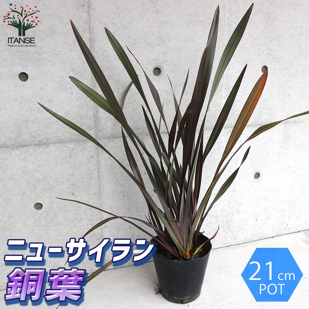 ニューサイラン(入才蘭)の苗【庭木 銅葉の大苗 7号ポット／1個売り