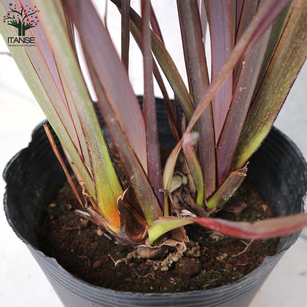 ニューサイラン(入才蘭)の苗【庭木 銅葉の大苗 7号ポット／1個売り】